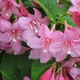 weigela (Weigela florida (Weigela))