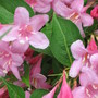 weigela (Weigela florida (Weigela))