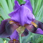 iris (Iris germanica (Orris))