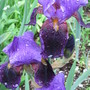 after the rain (Iris germanica (Orris))