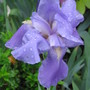 iris (Iris germanica (Orris))