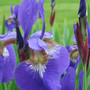 Siberian Iris (Iris sibirica (Siberian iris))