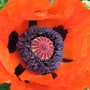 oriental poppy (Papaver orientale (Oriental poppy))
