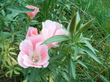 evening primrose  (Oenothera)