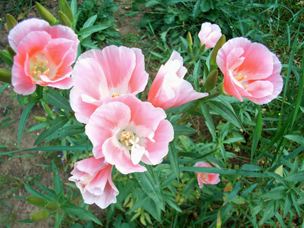 evening_primrose_2.jpg (Oenothera)