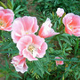 Evening_primrose_2