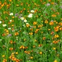 Wildflowers3