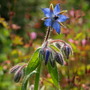 Borage