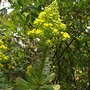 Aeonium arboreum (Aeonium arboreum)