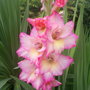 Joes_garden_010