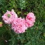 Poppy,s (Papaver somniferum)