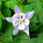 Blue Columbine (Aquilegia alpina)