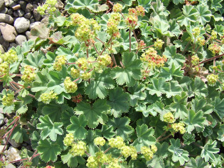 Alchemilla erythropoda (Alchemilla erythropoda)