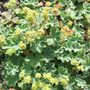 Alchemilla erythropoda