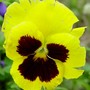 Pansy1