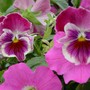 Pansy4