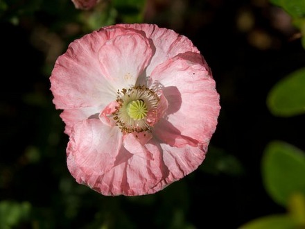 Poppy
