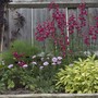 PENSTEMON