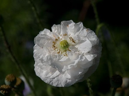 Poppy white