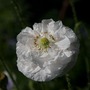 _dsc0789