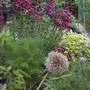 flower bed with penstemon