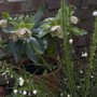A garden flower photo (Helleborus orientalis (Lenten rose))