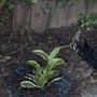 A garden flower photo (Hosta fortunei (Plantain lily))