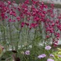 A garden flower photo (Penstemon hirsutus (Beardtongue))