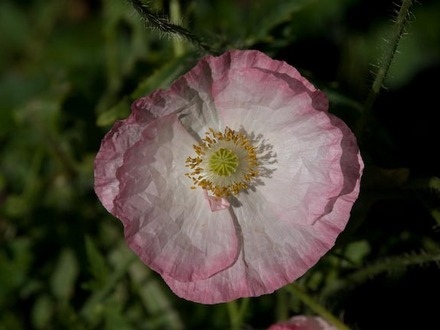 Poppy Pink