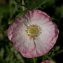 Poppy Pink