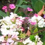Verbena Peaches&Cream (Verbena)