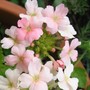Verbena Coral (Verbena)