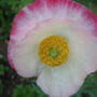 Poppy (Papaver somniferum)