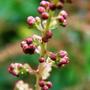 Astilbe x rosea  (Astilbe x rosea)