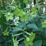 Nicotiana___antirrhinum