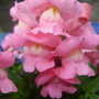 Snapdragons