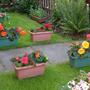 Begonias 