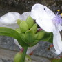 Picture_228