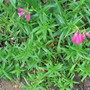 Penstemon Name unknown (Penstemon)