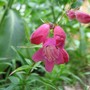 Little Penstemon  (Penstemon)