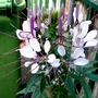 Cleome flowering on terrace. (Cleome hassleriana (Spider flower))