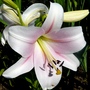 New lily. White with pink blush. (Lilium vivaldi)