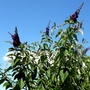Black night Buddleia (Buddleja davidii (Butterfly bush))