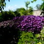 Buddleia flower (Buddleja davidii (Butterfly bush))