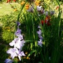 Gladioli and lilies in central bed. (Gladiolus grandiflorus)
