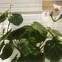 Begonia chitoensis (Begonia chitoensis)
