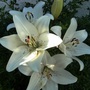 Lily (Lilium L.A. Eyeliner)