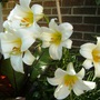 Lily