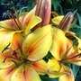 29_june_006