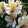 Alstroemeria 'Princess Hybrids'